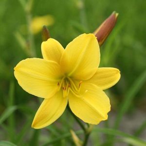 6x Daglelie - Hemerocallis 'Lemon Bells' - Pot 9x9cm