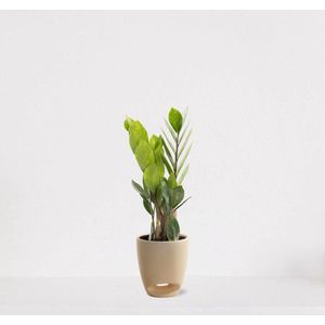 Zamioculcas in sierpot Jip vanille – luchtzuiverende kamerplant – eenvoudig te onderhouden emerald palm - 30-40cm - Ø13 – geleverd met plantenpot – vers uit de kwekerij