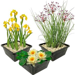 vdvelde.com - Vijverplanten Set - Gele Waterplanten - Combi set - 9 planten - Plaatsing: -1 tot -40 cm