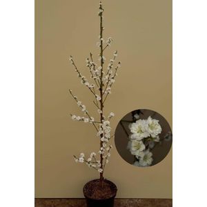 Jonge Zuilvormige Perzikboom | Prunus persica 'Terute-Shiro' | 150-200cm hoogte