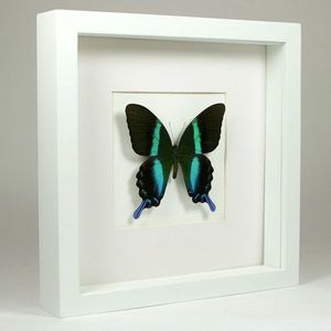 Opgezette vlinder in witte lijst 25x25cm - Papilio blumei