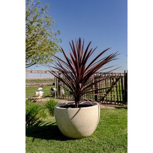 Betonnen bloembak rond Diana L (60x40 cm) Cream | Voor buiten én binnen!