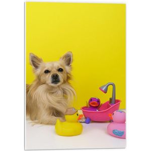 Forex - Hond spelend met Badeenden - 40x60cm Foto op Forex