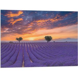 Vlag - Zonsondergang bij Lavendel Veld in de Zomer - 80x60 cm Foto op Polyester Vlag