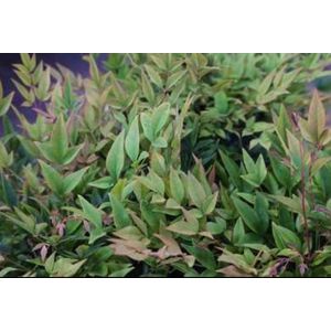 2 x Nandina dom. 'Gulfstream' - Hemelse Bamboe 40- 50 cm in pot