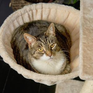 Hangmat voor katten, voor gebruik met kattenboom, beige, met pluche beklede zitplaats voor katten, hangmatzitting voor krabpaal, extra dik metalen frame met een diameter van 40 cm