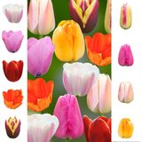 The Bulb Farmers - 72 x Tulpen - Collection - 'Rainbow' proefpakket - 2025 - bloembollen direct van de kweker - voorjaarsbloeier - bolmaat meest geschikte maat voor de tuin - Thuiswinkel waarborg