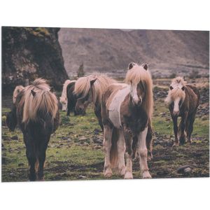 WallClassics - Vlag - Kudde Friese Paarden - 80x60 cm Foto op Polyester Vlag