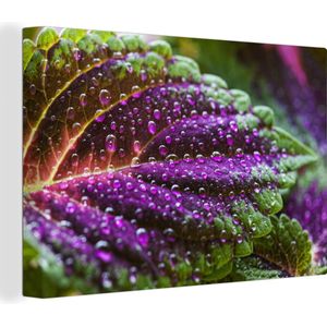 Canvas - Plant - Bloem - Siernetel - Water - Waterdruppel - Paars - Groen - Canvas doek - Kamer decoratie - 120x80