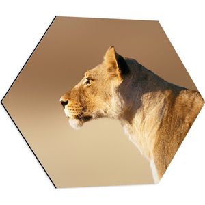 Dibond Hexagon - Zijprofiel van Mooie Leeuwin - 60x52.2 cm Foto op Hexagon (Met Ophangsysteem)