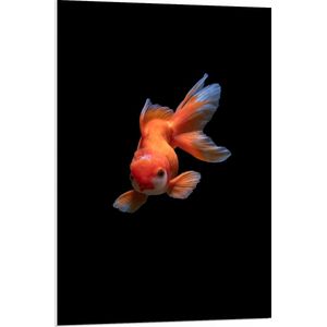 WallClassics - PVC Schuimplaat- Oranje Tropische Vis tegen Zwarte Achtergrond - 70x105 cm Foto op PVC Schuimplaat