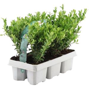 Plants by Frank - 6 hulstplanten winterhard | 24 x Ø7 cm - 15 cm | Ilex crenata Jenny | hulstplanten | haagplanten | buxus vervanger | Tuinplanten | Planten