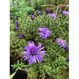 6 x Aster 'Prof. Anton Kippenberg' - Herfstaster - P9 Pot (9 x 9cm) - Dima Vaste Planten