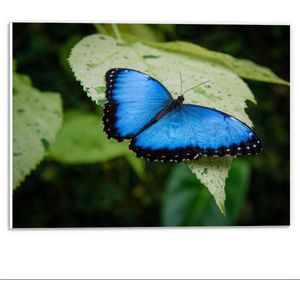 Forex - Blauwe Vlinder liggend op Groen Blad - 40x30cm Foto op Forex