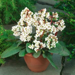 Set van 3 | Bergenia 'Bressingham White' - 0.7 liter pot