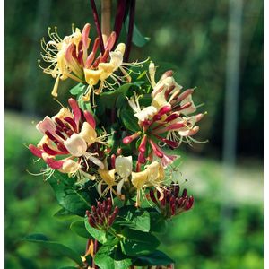 Lonicera per. 'Belgica' 70- 80cm - 2 stuks - purperrode bloemen met wit hart - kamperfoelie - 2 liter pot