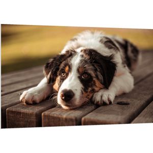 PVC Schuimplaat- Liggende Zwart met Witte Hond op Houten Picknicktafel - 150x100 cm Foto op PVC Schuimplaat