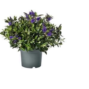 Addenda® Hebe Donna blauw/paars - Kwekerij Roest - Bloeiende plant- Hoogte  50 cm