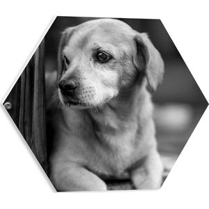 PVC Schuimplaat Hexagon - Straathond Liggend op Stoep (Zwart- wit) - 40x34.8 cm Foto op Hexagon (Met Ophangsysteem)