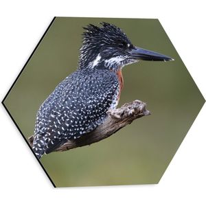 Dibond Hexagon - Afrikaanse Reuzenijsvogel op Tak in de Natuur - 30x26.1 cm Foto op Hexagon (Met Ophangsysteem)