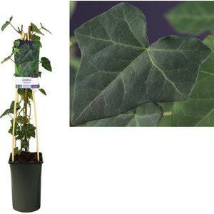 Klimplant – Klimop (Hedera Hibernica) – Hoogte: 75 cm – van Botanicly