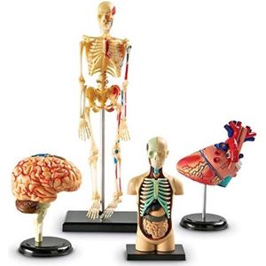 Anatomie Modellen - Bundel Set - Skelet - Torso - Anatomie
