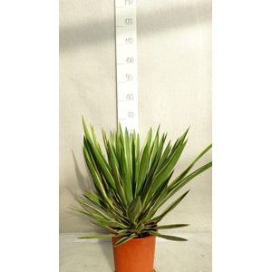 Yucca gloriosa Variegata; Totale hoogte 60+ cm incl. Ø 26cm pot | Palmlelie