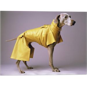 Vlag - Zijaanzicht van Duitse Dog Hond in Gele Regenjas - 40x30 cm Foto op Polyester Vlag