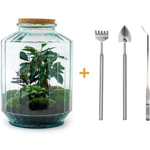 Green Harmony | DIY terrarium - Botanical garden XL -  35 cm