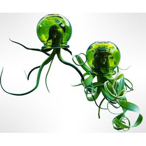 Set van 2 Jelly-Fish luchtplanten met prachtige groene glazen bollen/plant/handgemaakt/kamerplant/tillandsia/hangplant