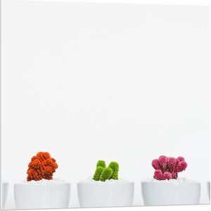 Forex - Kleurrijke Plantjes in Witte Potten - 80x80cm Foto op Forex