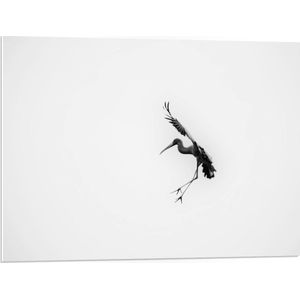 PVC Schuimplaat - Aanvallende Reiger in Actie - 80x60 cm Foto op PVC Schuimplaat (Met Ophangsysteem)