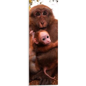PVC Schuimplaat - Bange Baby Aap Hangend in Armen van Moeder Aap - 20x60 cm Foto op PVC Schuimplaat (Met Ophangsysteem)