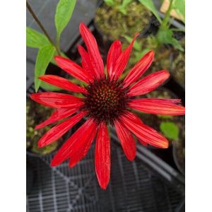 6 x Echinacea p. 'Hot Summer' - Zonnehoed - P9 Pot (9 x 9cm) - Dima Vaste Planten