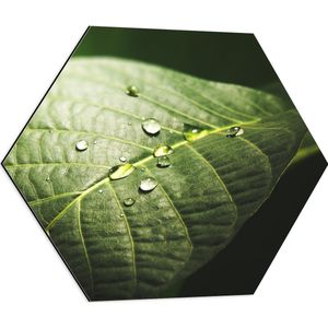 Dibond Hexagon - Waterdruppels op Nerven van Groen Blad - 60x52.2 cm Foto op Hexagon (Met Ophangsysteem)