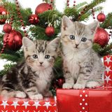 40x Kerst thema servetten met 2 kittens katten/poezen 33 x 33 cm - Papieren kerstservetten - Papieren wegwerpservetten 3-laags