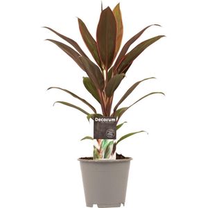 Cordyline Rumba ↨ 40cm - hoge kwaliteit planten