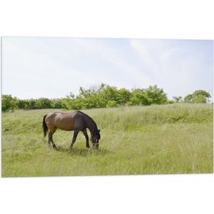 Vlag - Wild Bruin Paard in de Wei - 75x50 cm Foto op Polyester Vlag