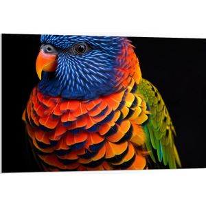 PVC Schuimplaat- Kleurrijke Mini Parkiet in Meerdere Kleuren tegen Zwarte Achtergrond - 105x70 cm Foto op PVC Schuimplaat