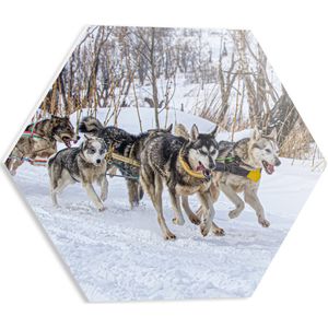 PVC Schuimplaat Hexagon - Groep Slee-honden in Sneeuwlandschap - 40x34.8 cm Foto op Hexagon (Met Ophangsysteem)