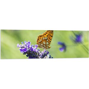 Vlag - Gele Vlinder op Lavendelbloem in Italië - 120x40 cm Foto op Polyester Vlag
