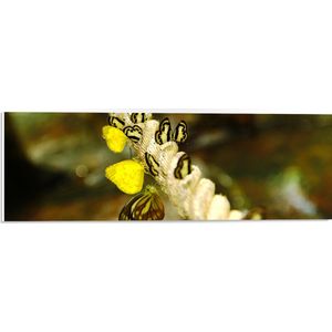 PVC Schuimplaat- Dik Gedraaid Touw vol Zwart met Gele Vlinders - 60x20 cm Foto op PVC Schuimplaat