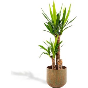 XL Yucca met metalen pot groen - Palmlelie - 100 cm hoog, ø21cm - Grote Kamerplant - Tropische palm - Luchtzuiverend - Vers van de kwekerij