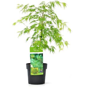Acer palmatum 'Dissectum'- Japanse Esdoorn - Heester - Winterhard - ⌀19 cm - 60-70 cm
