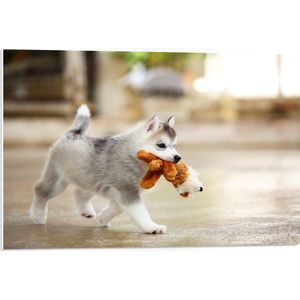 PVC Schuimplaat - Siberische Husky Puppy met Knuffel - 75x50 cm Foto op PVC Schuimplaat (Met Ophangsysteem)