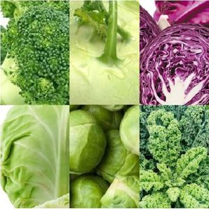 Kool zaden assortiment zaadlint (broccoli zaden, koolrabi zaden, rode kool zaden, witte kool zaden, spruiten zaden, boerenkool zaden)
