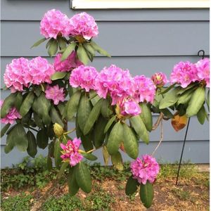 Rhododendron Roseum elegans | Rhododendron 'Roseum elegans' | Bomenbezorgd.nl