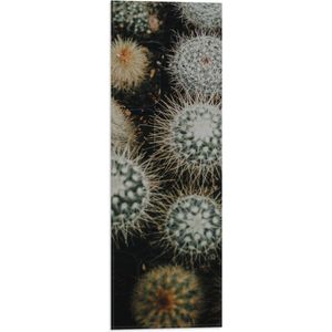 Vlag - Planten - Cactussen - Prikkers - Groen - 20x60 cm Foto op Polyester Vlag
