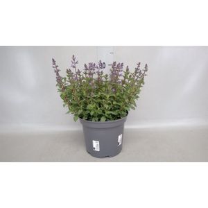 Sproution Nepeta faassenii - Hoogte 33cm - Potmaat 19cm - Luchtzuiverende Kamerplant - Plant binnen