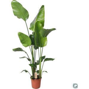 Witte Paradijsvogelplant, Tropische Groene Plant, Strelitzia Nicolai, Ø21cm - 130cm